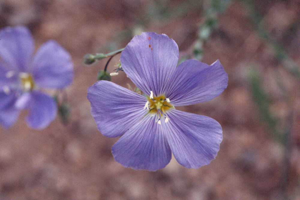 Imagem de Linum lewisii Pursh