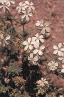 Image de Leptosiphon nuttallii subsp. pubescens (R. Patt.) J. M. Porter & L. A. Johnson