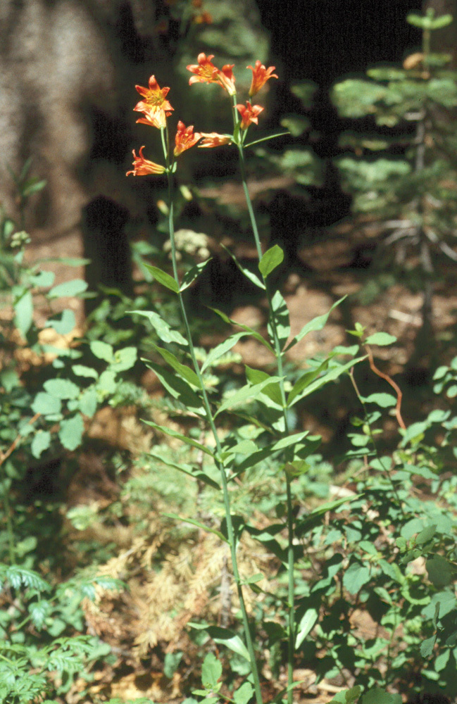 Image of Sierra tiger lily