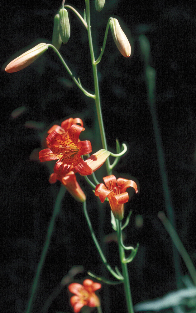 Image of Sierra tiger lily