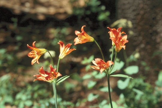 Image de Lilium parvum Kellogg