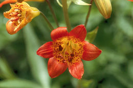 Image of Sierra tiger lily