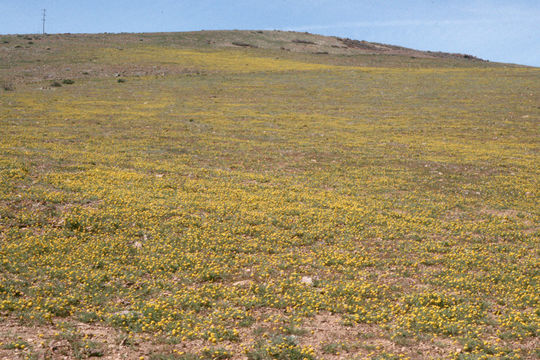 Слика од Lomatium austiniae (Coult. & Rose) Coult. & Rose