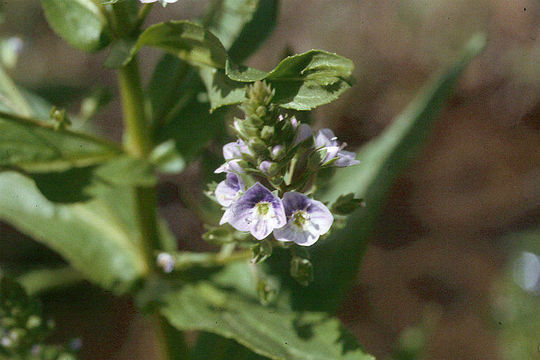 Image of Blue Water-speedwell