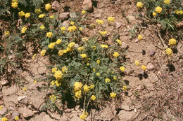 Слика од Lomatium austiniae (Coult. & Rose) Coult. & Rose