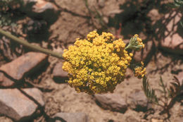 Слика од Lomatium austiniae (Coult. & Rose) Coult. & Rose