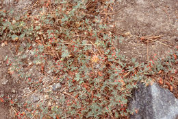 <i>Acmispon nevadensis</i>的圖片