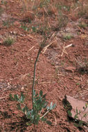 Sivun Lomatium nudicaule (Pursh) Coult. & Rose kuva