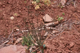 Lomatium nudicaule (Pursh) Coult. & Rose的圖片