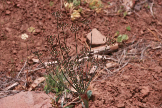 صورة Lomatium nudicaule (Pursh) Coult. & Rose