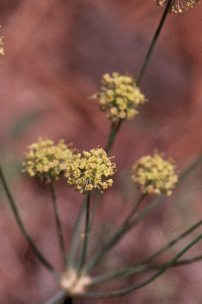 Lomatium nudicaule (Pursh) Coult. & Rose的圖片