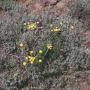 صورة Lomatium triternatum var. macrocarpum (Coult. & Rose) Mathias