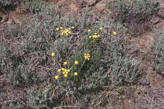 صورة Lomatium triternatum var. macrocarpum (Coult. & Rose) Mathias