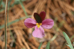 Image of Beckwith's violet