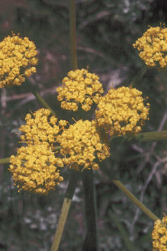 Image of nineleaf biscuitroot