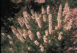Lupinus albicaulis Douglas resmi