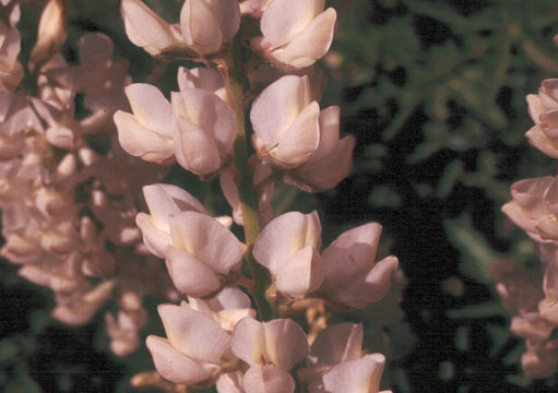 Lupinus albicaulis Douglas resmi