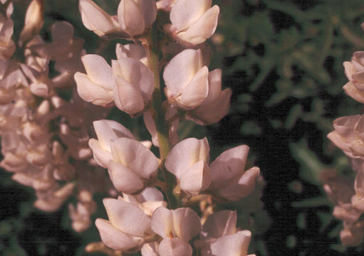 Image of sicklekeel lupine