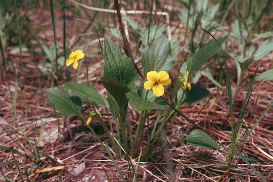 Image of Pioneer Violet