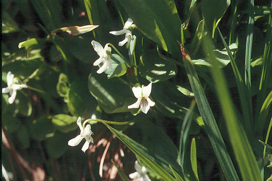 Image of small white violet