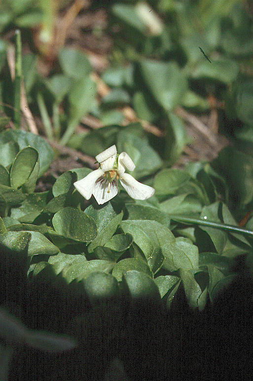 Image of small white violet