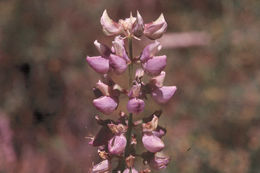 Image of Anderson's lupine