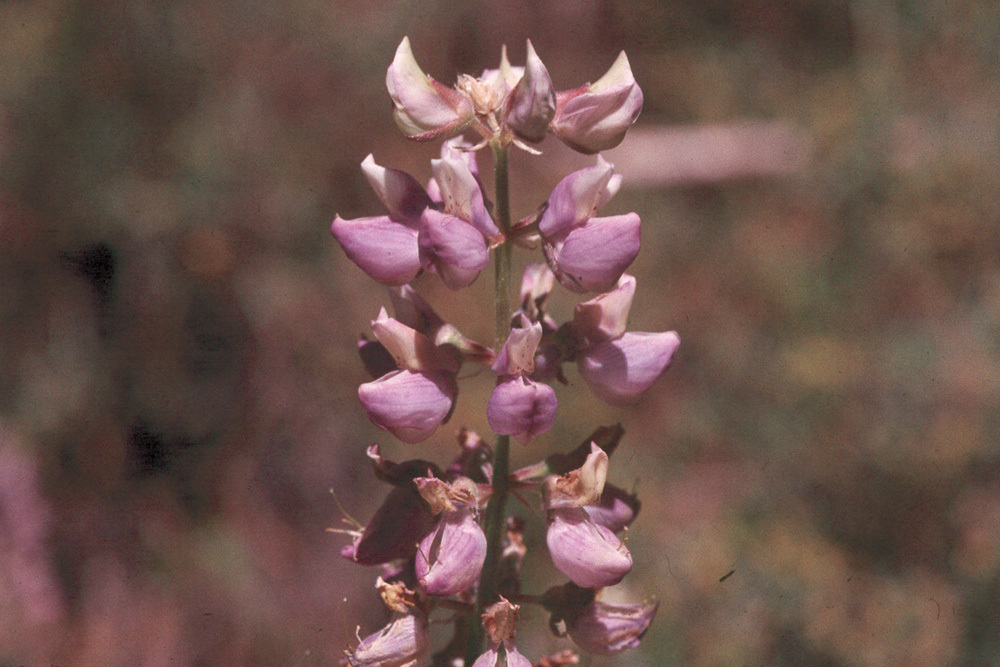 Sivun Lupinus andersonii S. Watson kuva