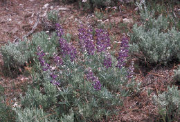 Imagem de Lupinus arbustus Lindl.