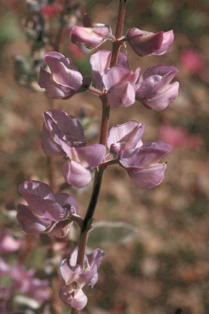 Imagem de Lupinus arbustus Lindl.