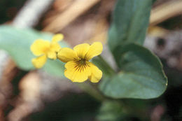 Image of canary violet