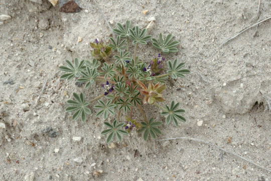 Image of shortstem lupine