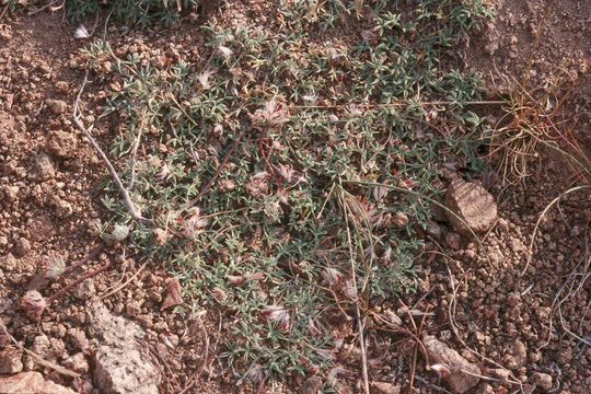 Image of Beatley's clover