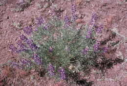 Sivun Lupinus argenteus var. heteranthus (S. Watson) Barneby kuva