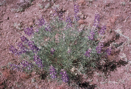 Plancia ëd Lupinus argenteus var. heteranthus (S. Watson) Barneby