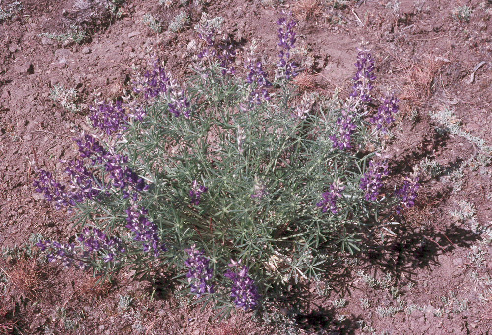 Sivun Lupinus argenteus var. heteranthus (S. Watson) Barneby kuva