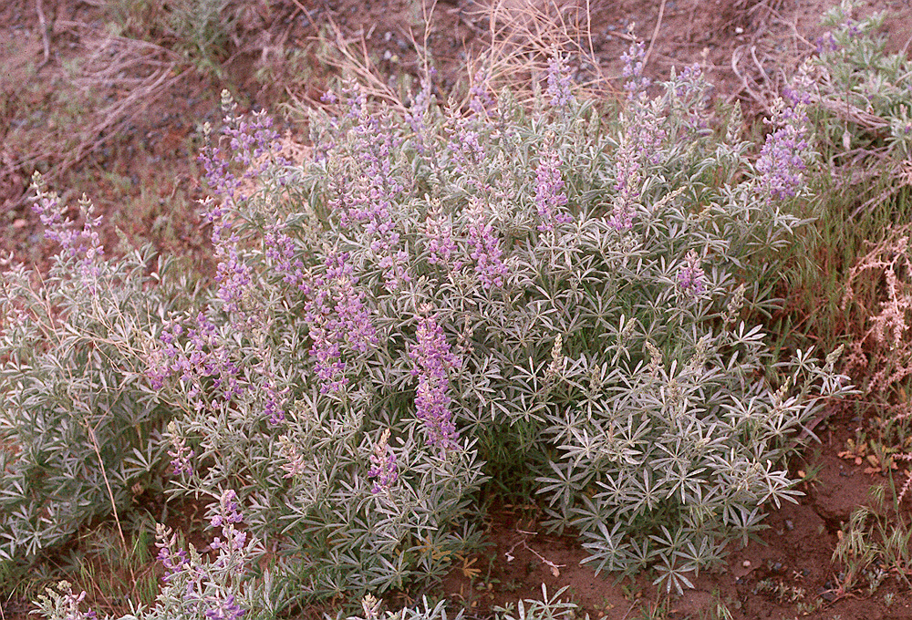 Sivun Lupinus argenteus var. heteranthus (S. Watson) Barneby kuva