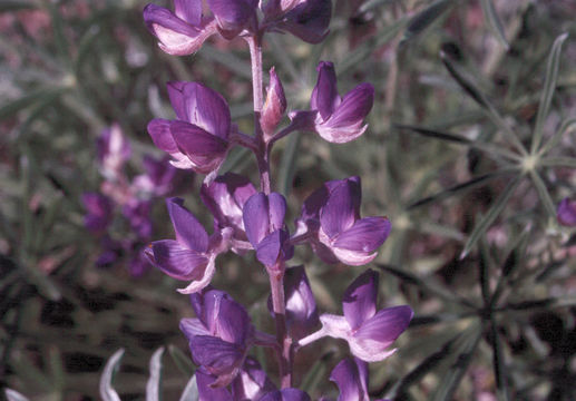 Image of Lupinus argenteus var. heteranthus (S. Watson) Barneby