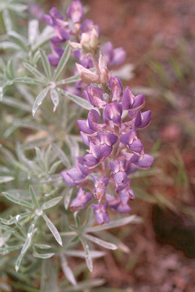 Sivun Lupinus argenteus var. heteranthus (S. Watson) Barneby kuva