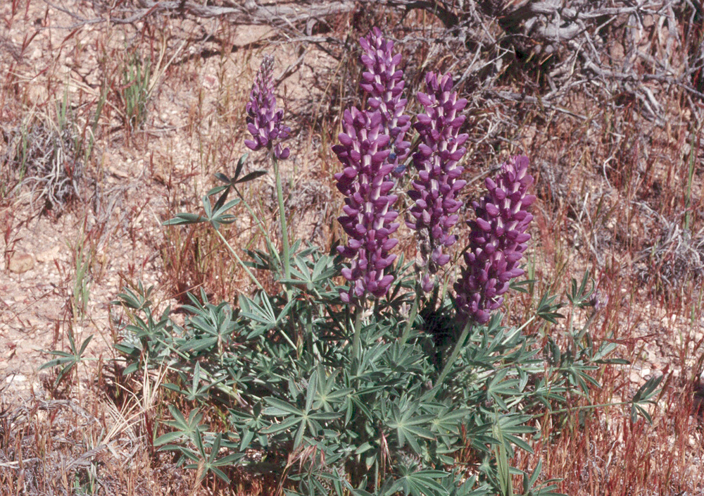 Sivun Lupinus argenteus var. heteranthus (S. Watson) Barneby kuva