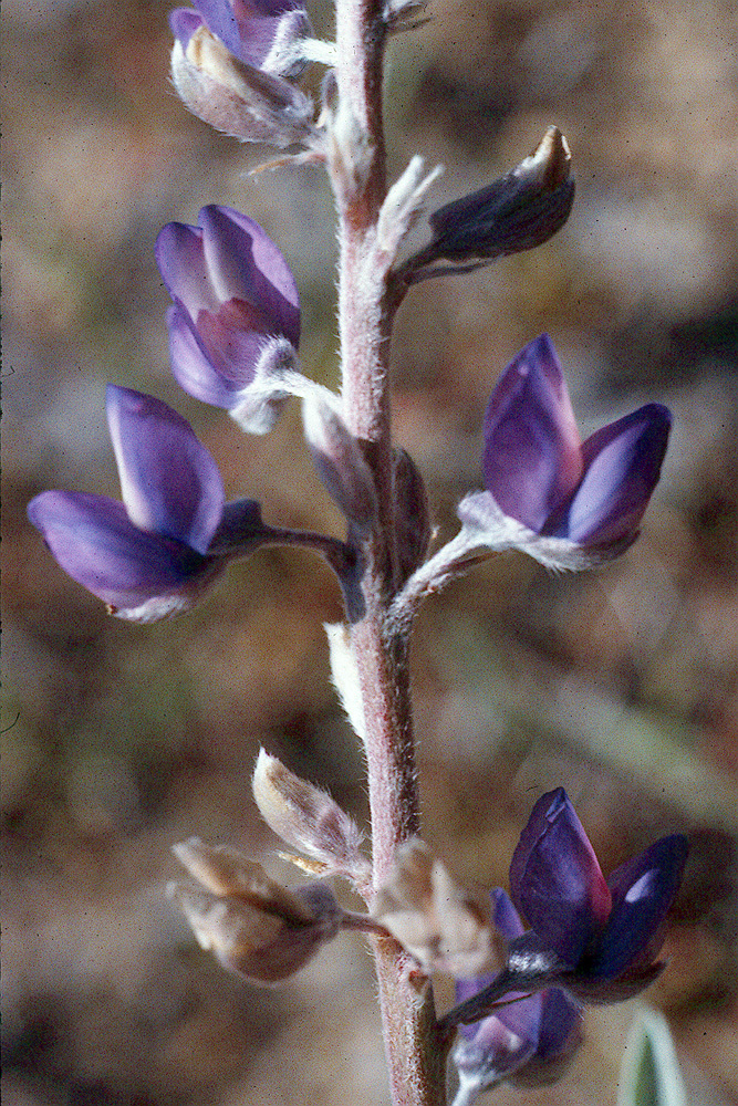 Sivun Lupinus argenteus var. heteranthus (S. Watson) Barneby kuva