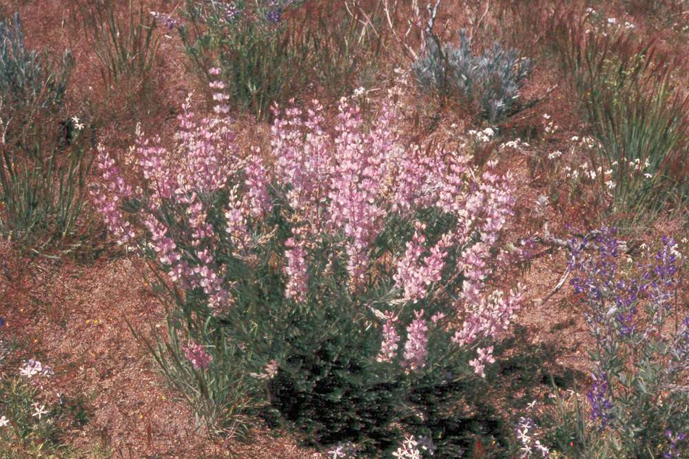 Sivun Lupinus argenteus var. heteranthus (S. Watson) Barneby kuva