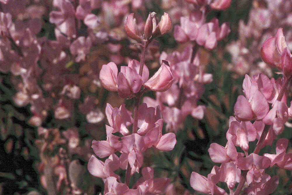 Image of Lupinus argenteus var. heteranthus (S. Watson) Barneby