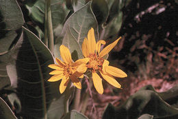 Image of woolly mule-ears