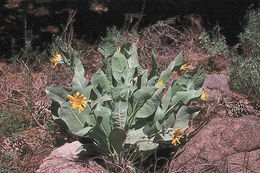 Image of woolly mule-ears