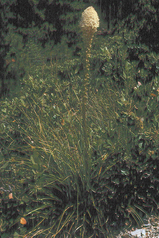 Image of Basket-grass