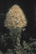 صورة Xerophyllum tenax (Pursh) Nutt.