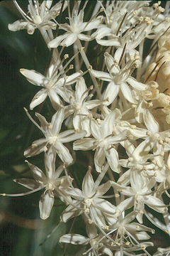 Image of Basket-grass