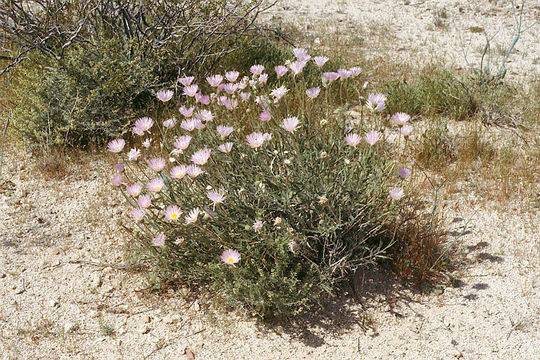 Image de Xylorhiza tortifolia (Torr. & A. Gray) Greene