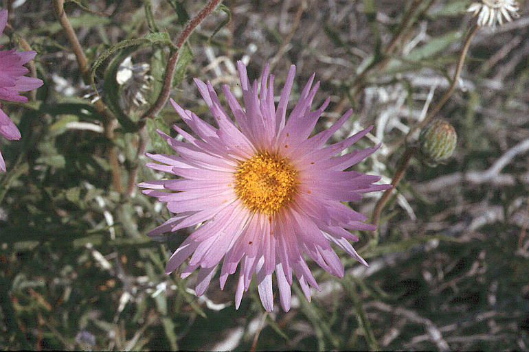 Слика од Xylorhiza tortifolia (Torr. & A. Gray) Greene