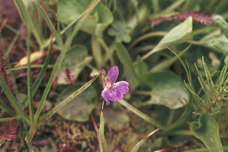 Image of northern bog violet